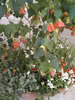 Coral Bells