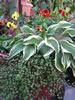 Happy Hosta