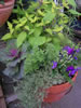 Herbs and Others
