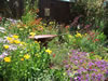 My Summer 2009 Front Garden