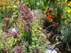 August 2009 Garden
