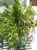 Hakonechloa