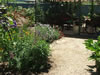 My Summer 2009 Back Garden